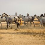 Horse herd in Andalusia running in a farmyard